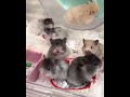Tiktok những bé hamster đáng yêu nhất phần 10