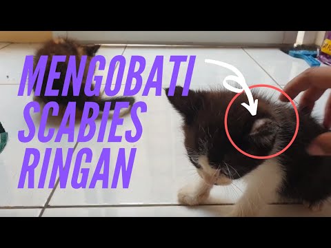 Video: Otot Mengunyah Dan Otot Mata Yang Meradang Pada Kucing