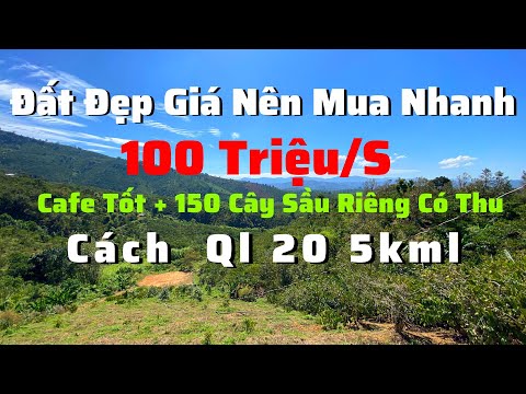 Video Bán Vườn Di Linh | Kiến Đâu Ra 100 Triệu 1 Sào View... - youtube