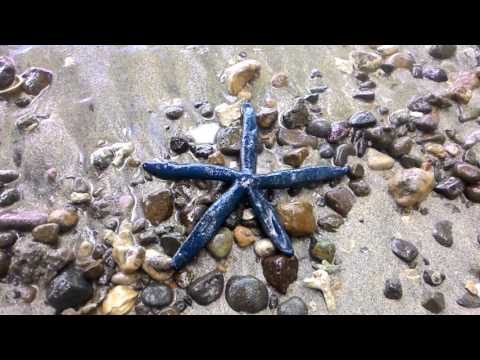 Video: Apakah bintang laut terdampar di pantai?