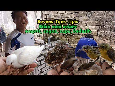 update emprit, sogon hasil penjinakan, cuhu albino, & kedasih review semua 😁