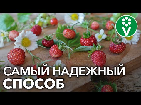 Выращивание земляники из семян в домашних условиях