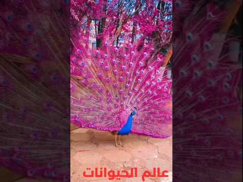 الطاووس والهدهد بين ملوك الجمال ورسل الحكمة تعرف على سر كل طائر لا يشبه سواه عالم الطيور