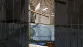 White JAVA Sparrow FINCH MALE AND FEMALE SINGING