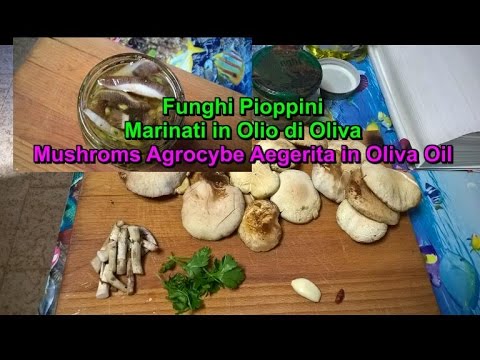 Funghi PIOPPINI Marinati in Olio di Oliva