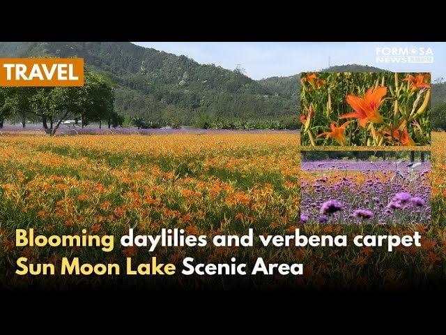 Blooming verbena, daylilies carpet  Sun Moon Lake in purple and gold｜Taiwan News