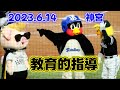 2023.6.15 バリカタくん来場 つば九郎
