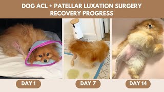 Dog ACL & Patellar Luxation Surgery 2-Week Recovery Progress & Prep Tips
