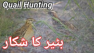 Quail Hunting 2020 Batair Ka Shikar Batair Ka Shikar Madi Ki Awaz K Sath