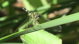 Slender Skimmer 18