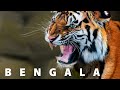 Tigre de Bengala - Rey de la India.