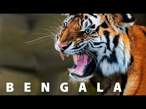 Vídeo: Estudio De Tomografía Computarizada Y Resonancia Magnética De Una Articulación Tarsal Normal En Un Tigre De Bengala (Panthera Tigris)