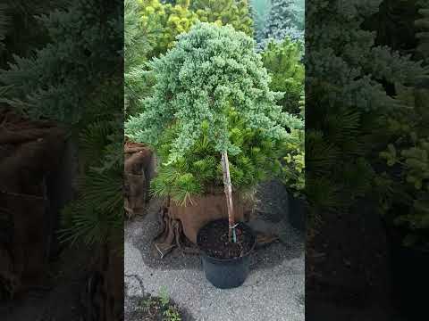 Ялівець на штамбі