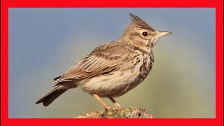 Crested Lark Song! Crested Lark Call! Crested Lark Sound!- Cogujada Común Canto - Galerida Cristata