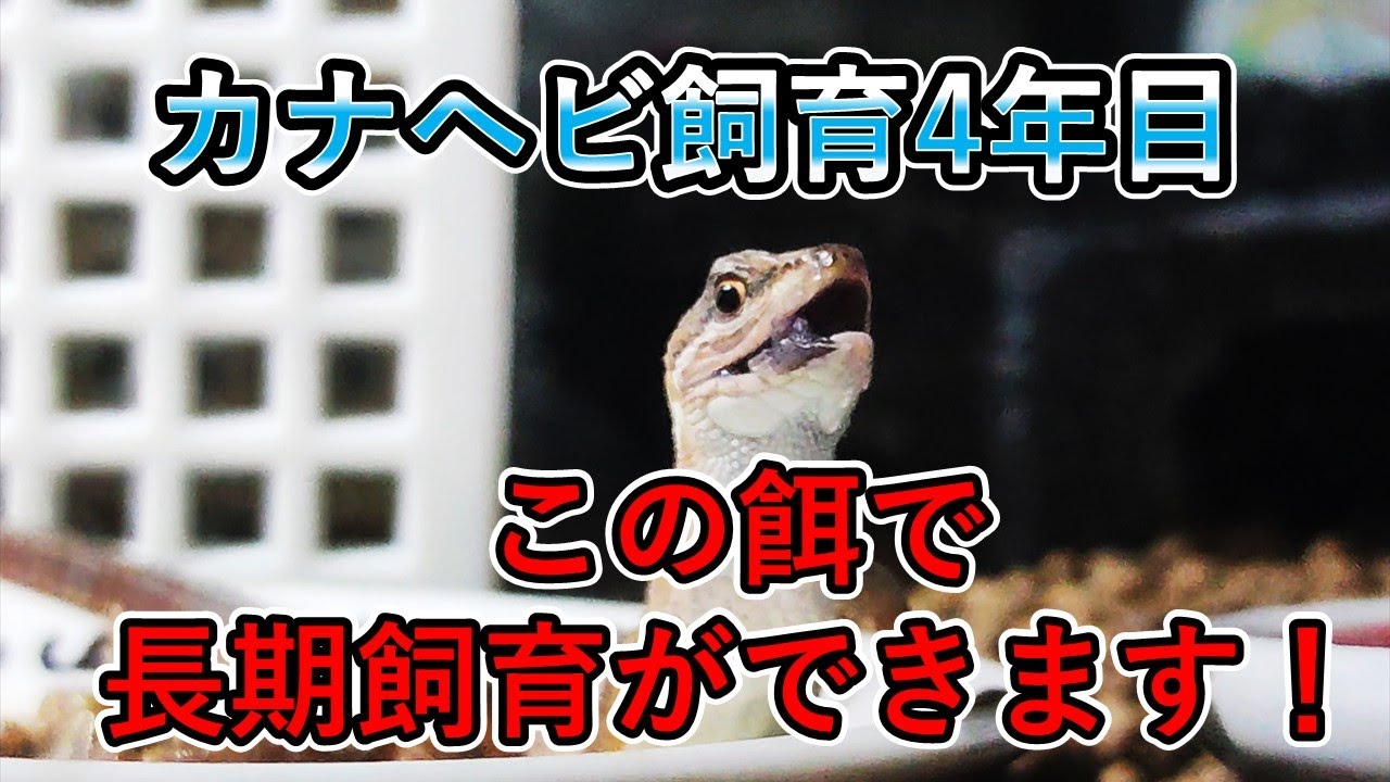 カナヘビの餌はこれでOK!カナヘビの飼い方・育て方 YouTube カナヘビの餌はこれでOK!カナヘビの飼い方・育て方 YouTube