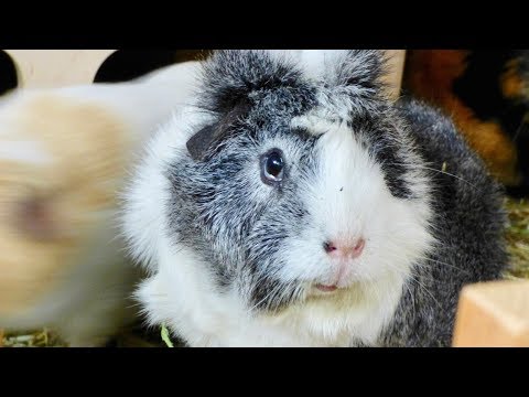 how to get a guinea pig to stop biting