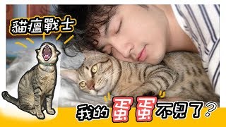 【麻吉】我的蛋蛋不見了?! 麻吉喵日常#貓瘟 #毛小孩 #喵星人 #浪浪