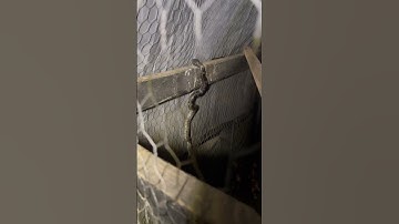 A snakes meal time at the chicken coop! 🐍 #snake #midnightsnack #chickencoop