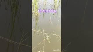 amazing fishing #floating#fishing #viral#shorts #shortsfeed #viral #viralvideo #short #reels #fish