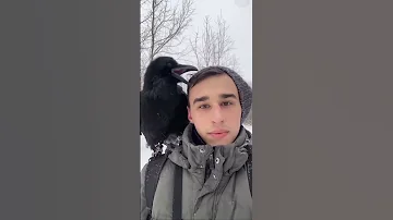 Вторая часть команд для ворона