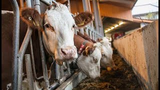 System Feedstar W Gr Błaszyk Niesłabin.