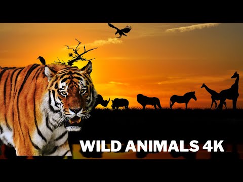 Wild Animals Tigers Lions Birds and Alligators Relaxing music