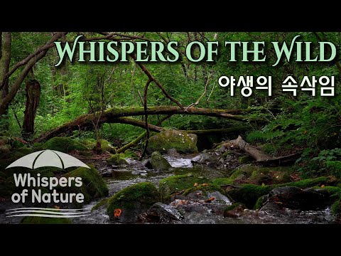 깊은 숲속 계곡 | 마음을 치유하는 자연의 소리