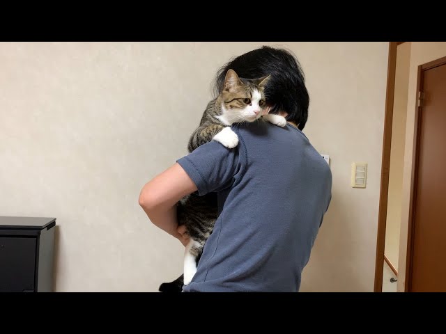 お父さんに抱っこさせてあげる猫