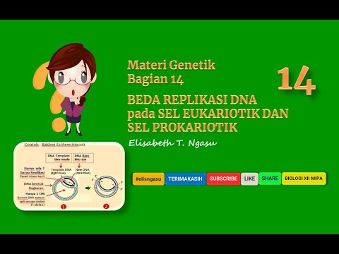 Materi Genetik Bagian 14 ||  Replikasi DNA || Sel Eukariotik versus dan Sel Prokariotik