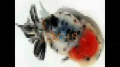 Cá Loại Cá Vàng - Thiên Đường Cá Cảnh