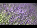 Blooming lavender. Free HD stock footage.