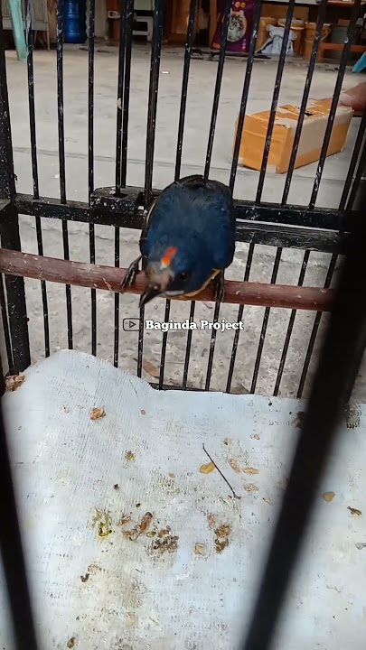 SUARA BURUNG PENTIS PELANGI JANTAN GACOR GANTANGAN