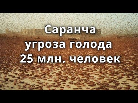 Саранча угроза голода 25 млн человек