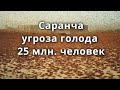 Саранча угроза голода 25 млн человек