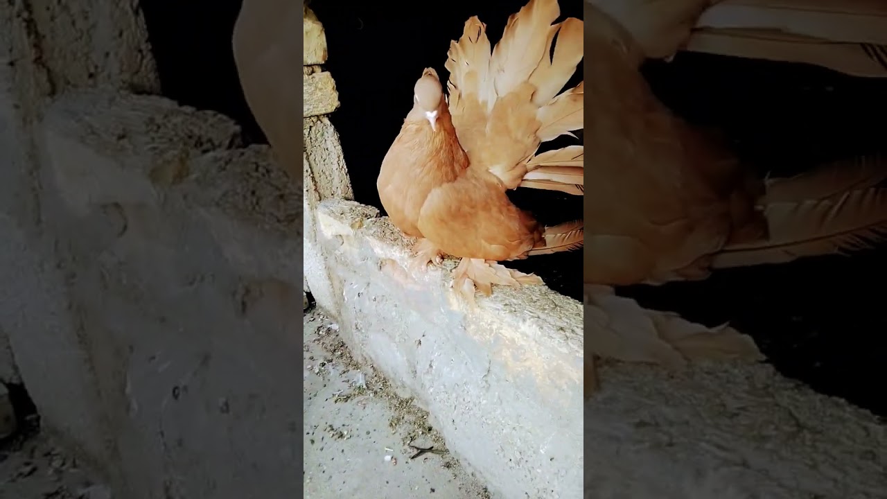 Yellow American Pigeons setup !!! PIGEONS FANTAIL 🕊️🕊️