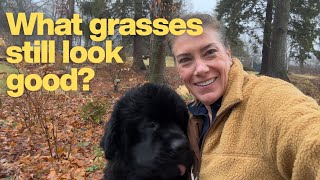 Last casual garden stroll of 2025