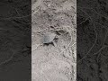 #The turtle can't get out of the hole.#