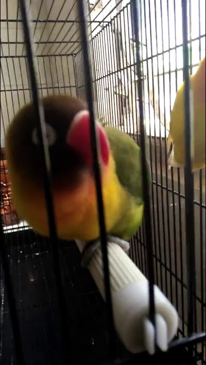ZEUS!!! Lovebird Isian Murai Batu
