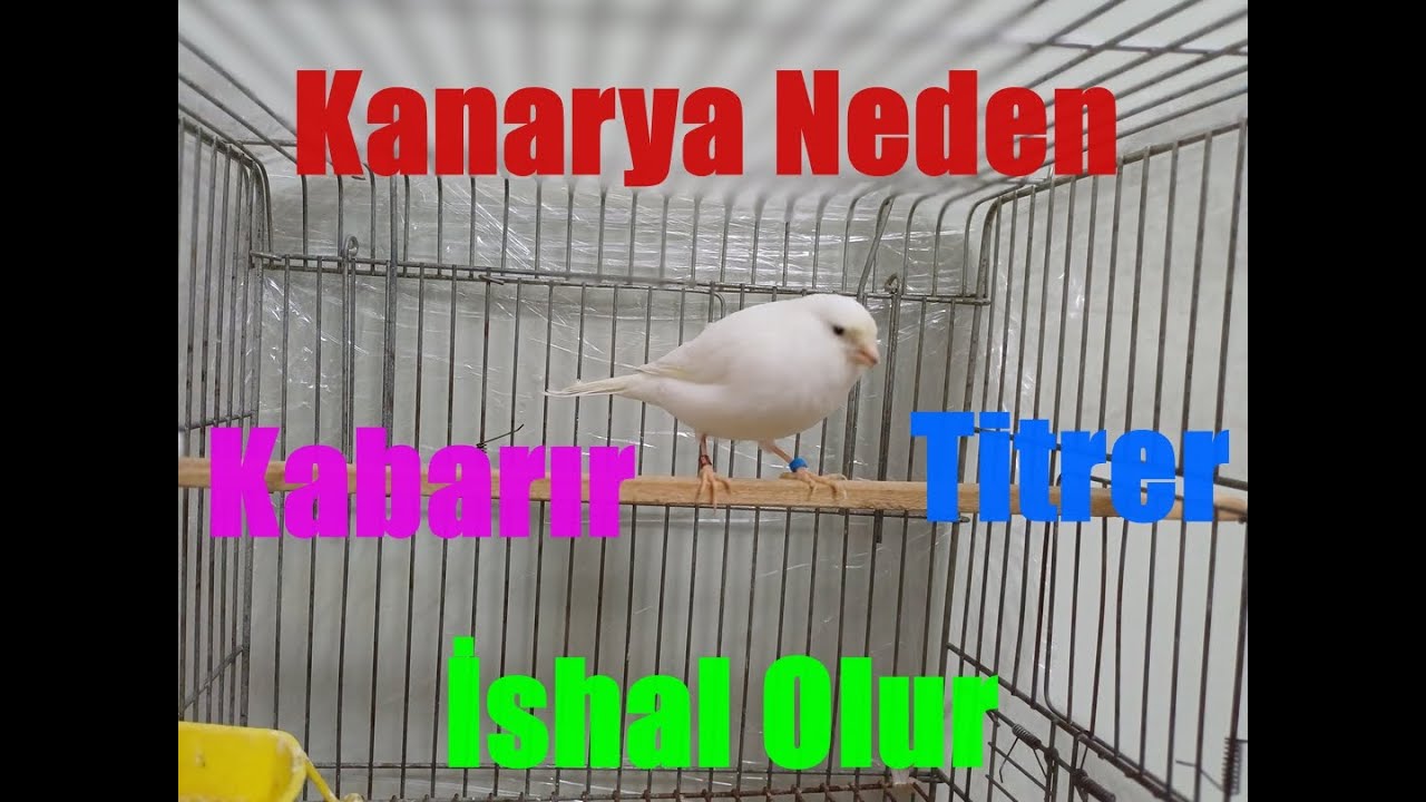 Kanarya Neden İshal, Kabarma, Titreme olur! Önemli Bilgiler!