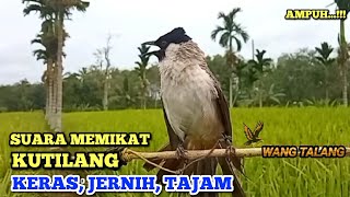 Suara pikat kutilang 100% ampuh bikin emosi kutilang liar || Cocok Untuk Masteran & Pikat