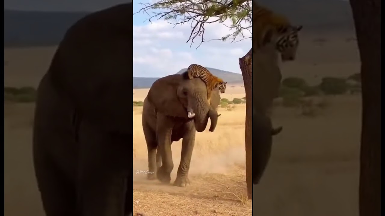 How to rescue a tiger cub trapped by hyenas? Watch the daring rescue 