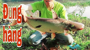 Câu cá tra sông lên hugo / river fishing || Cúc Nguyễn Official