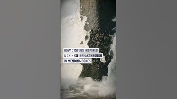 How oysters inspired a Chinese breakthrough in mending bones