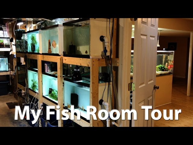 Help me build my fish room - Photos, Videos & Journals - C.A.R.E.