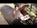 Hippo Devour Watermelon at Nagasaki Bio Park ASMR