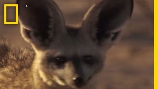 Meet the Bat-Eared Fox | National Geographic With their huge ears, these tiny foxes can hear prey hiding underground. But no amount of superpowers can save a potential suitor from the wrath of a domineering father. Looks like a little persistence is in order.
➡ Subscribe: http://bit.ly/NatGeoSubscribe

About National Geographic:
National Geographic is the world's premium destination for science, exploration, and adventure. Through their world-class scientists, photographers, journalists, and filmmakers, Nat Geo gets you closer to the stories that matter and past the edge of what's possible.

Get More National Geographic:
Official Site: http://bit.ly/NatGeoOfficialSite
Facebook: http://bit.ly/FBNatGeo
Twitter: http://bit.ly/NatGeoTwitter
Instagram: http://bit.ly/NatGeoInsta

Meet the Bat-Eared Fox | National Geographic
https://youtu.be/LoJrjI1UAyc

National Geographic
https://www.youtube.com/natgeo