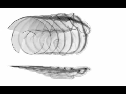 Vortex Particle Simulation of A 4-Bladed Rotor In Forward Flight