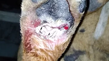 Como tratar miíase em cachorro?
