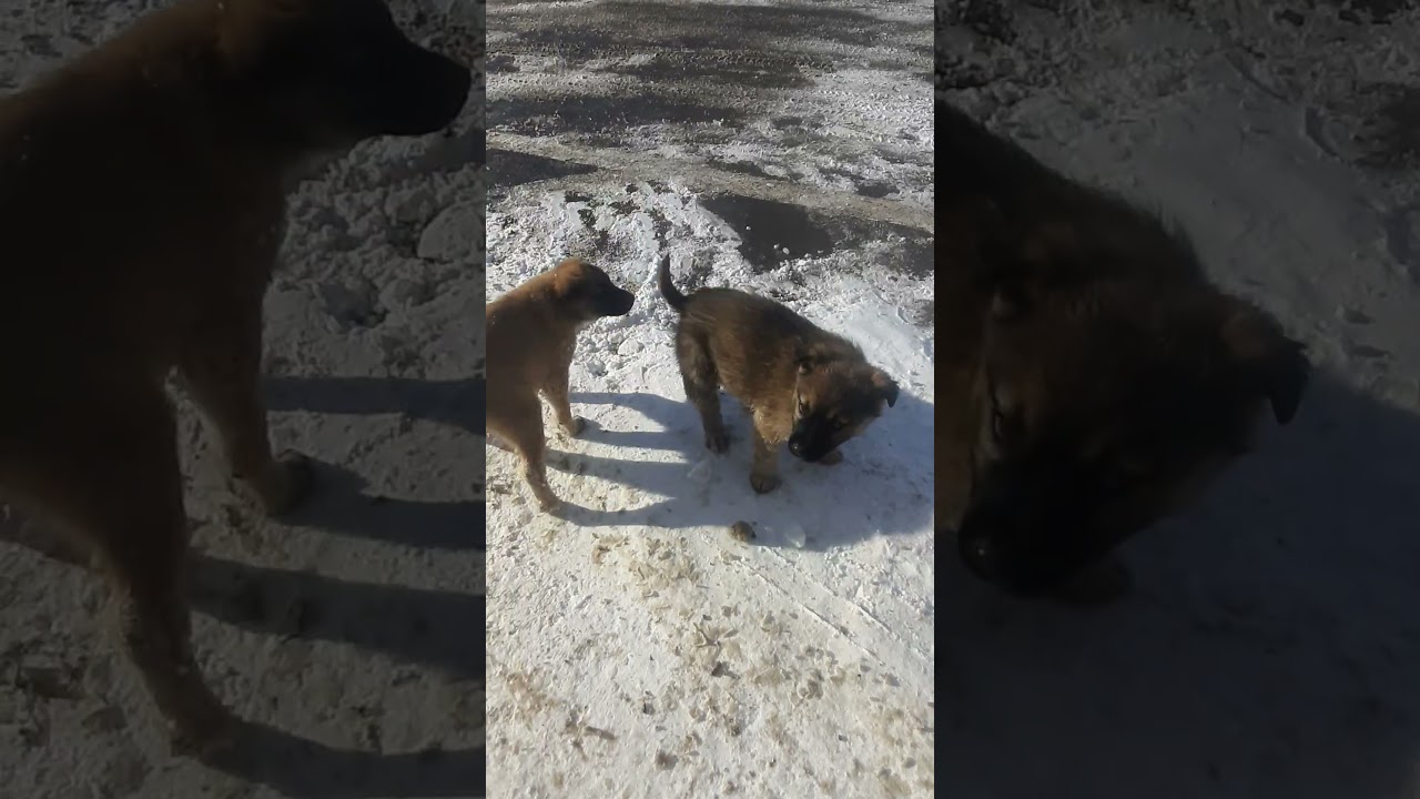 Трасса м4,атмосфера на заправке,хотел подкормить щенят но мамка не подпустила их и все съела02.2026.