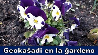 Florĝardeno | Esperanto vlogo